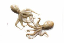SOTONG 各种格式的冷藏